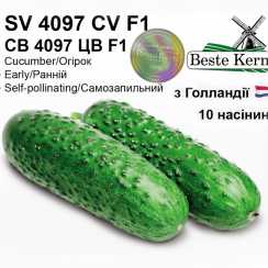 Голландские семена огурца СВ 4097 ЦВ F1 (ТМ Beste Kern 10шт)