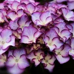 Гортензия крупнолистная Адула Пурпл (Adula Purple)
