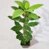 Arbutus unedo Compacta