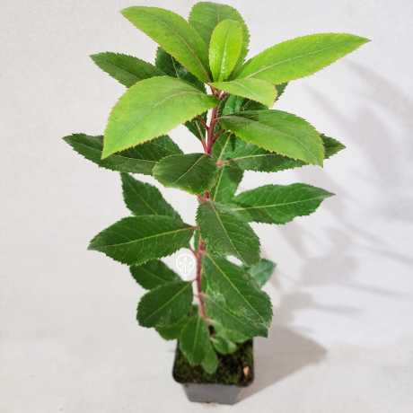 Arbutus unedo Compacta