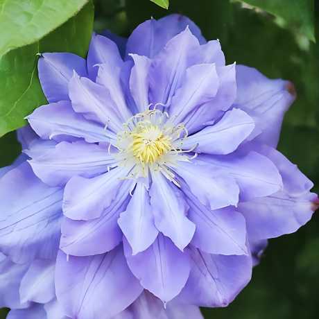 Клематис великоквітковий Блю Даймонд (Blue Diamond)