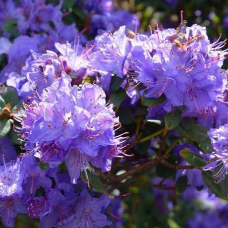 Рододендрон Blue Tit (Блю Тит)