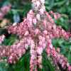 Пиерис японский Boltmans Pink
