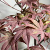 Бонсай клен пальмовий «Atropurpureum» (7 років)