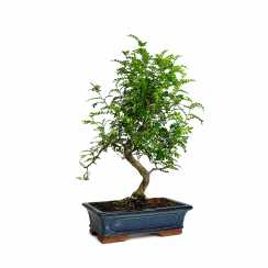 Бонсай Перець Китайський (zanthoxylum) форма майогі d30 20 років