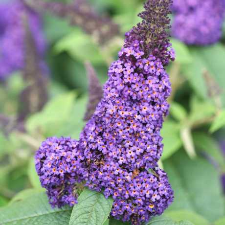Буддлея Рив Де Папиллон Лавендер Босжери (Reve de Papillon Lavender Bosjerry)