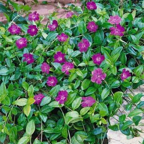 Барвінок  Atropurpurea
