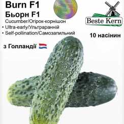 Голландские семена огурца Бьорн F1 (ТМ Beste Kern 10шт)