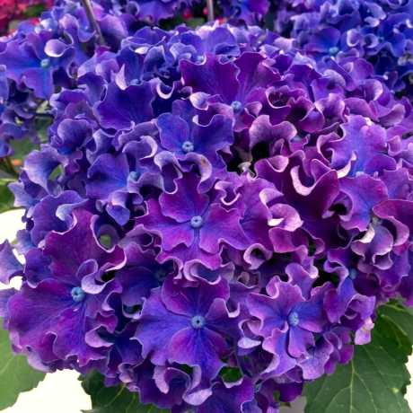 Гортензія крупнолиста Curly Sparkle Blue Purple