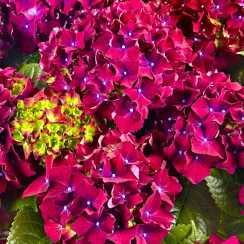 Гортензія великолиста Hot Red Purple