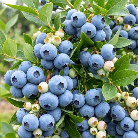 Голубика Bluejay - Блюджей (ранний) (Горшок 0.5л h 15-35см)