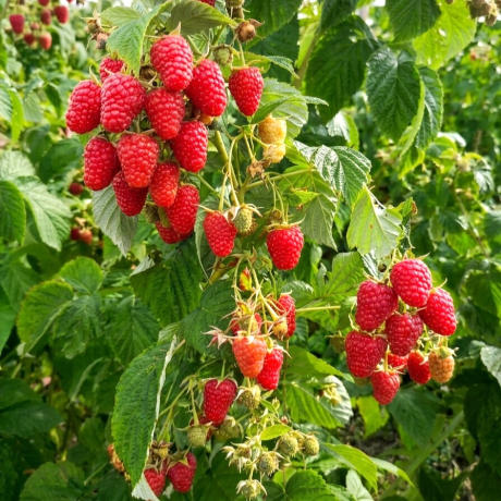 Малина Полонез (ремонтантная)