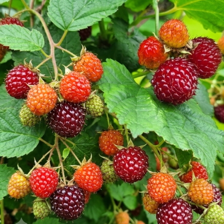 Малина Распберри Тауер (Raspberry Tower) (горшок 1л)