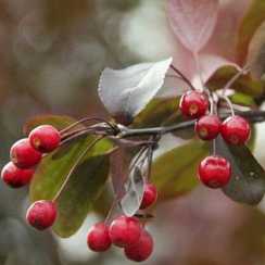 Яблоня Фрея (Malus Freja) | декоративная яблоня