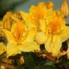 Азалія Marabella (Марабелла)