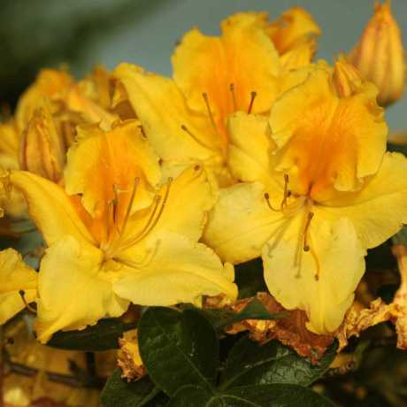 Азалія Marabella (Марабелла)
