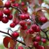 Яблуня Мокум (Malus Mokum) | декоративна яблуня