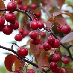 Яблоня Мокум (Malus Mokum) | декоративная яблоня