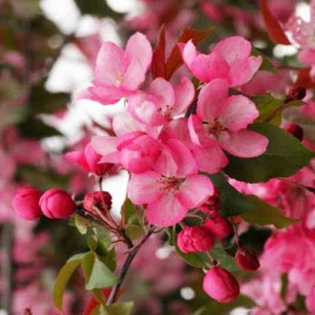 Яблуня Мокум (Malus Mokum) | декоративна яблуня