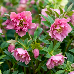 Морозник гибридный Double Ellen Pink