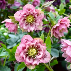 Морозник восточный Double Ellen Spotted Pink
