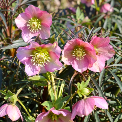 Морозник восточный Pretty Ellen Pink