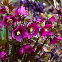 Морозник восточный Pretty Ellen Purple