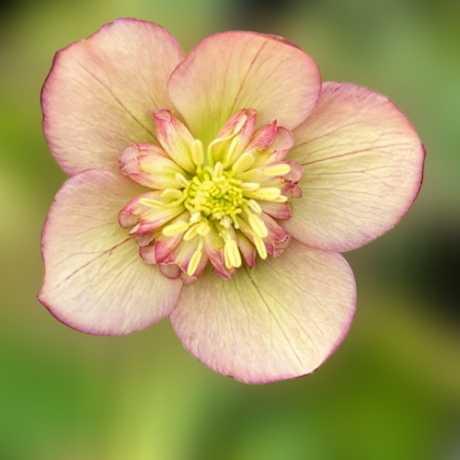 Морозник восточный Anemone Apricot