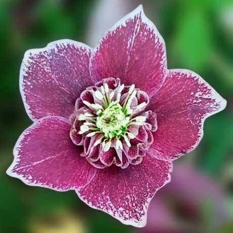 Морозник восточный Anemone Aubergine with White Edge