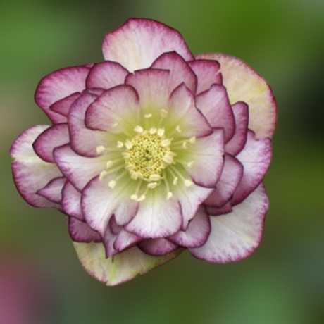 Морозник восточный Double White Purple Edge