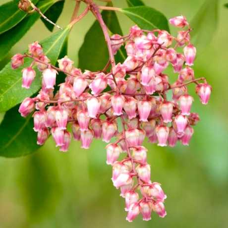 Пиерис японский Boltmans Pink