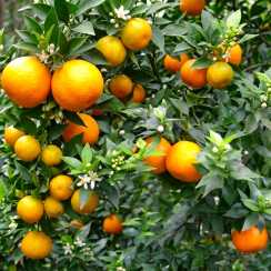 Померанець Чинотто (Citrus Myrtifolia Chinotto) (Горщик 1.7л h 15-35см)