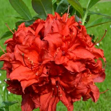 Азалія Doloroso (Долоросо)
