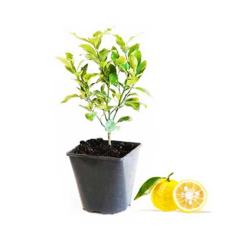 Лимон японський Yuzu